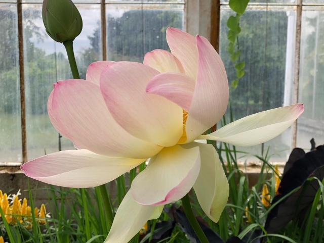  El Real Jardín Botánico 