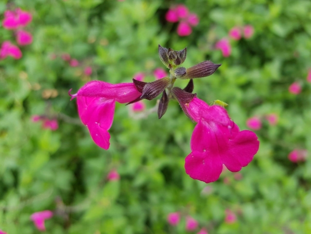  Flores del mundo 