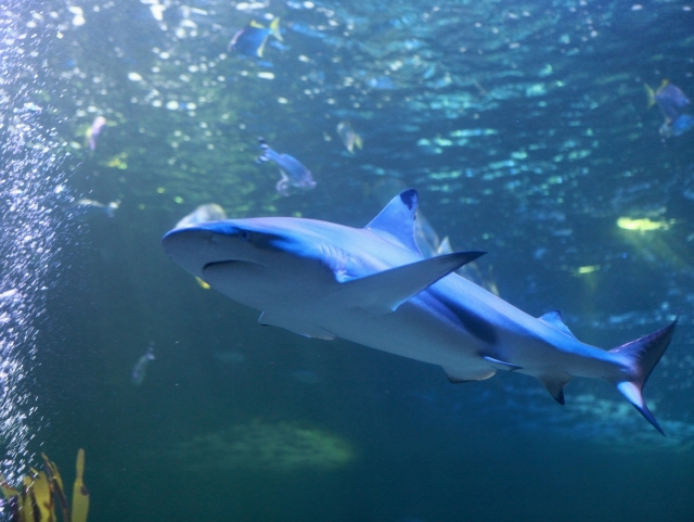  Fauna marina 