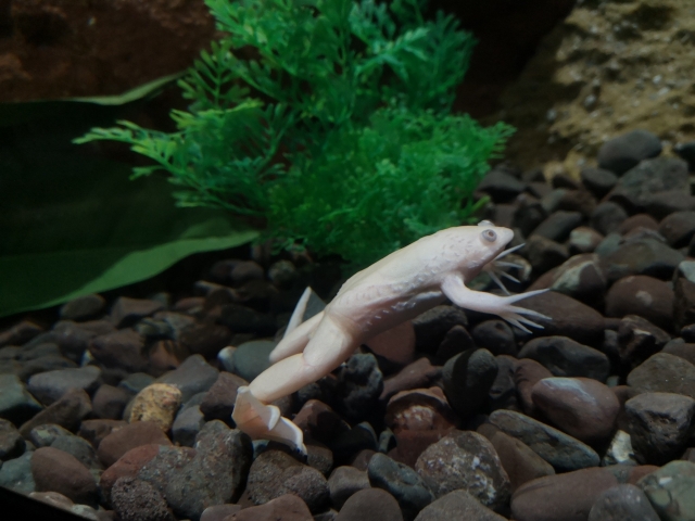  El principal acuario de Irlanda del Norle 