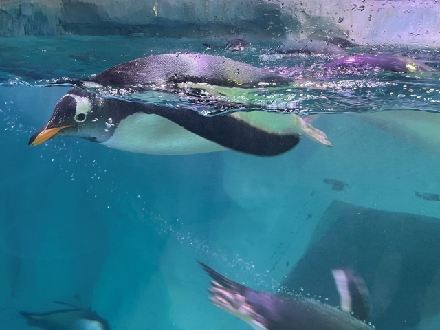  Pingüinos perfectos 