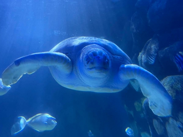  Tortugas enormes 