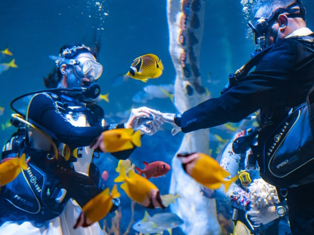  Buceo 