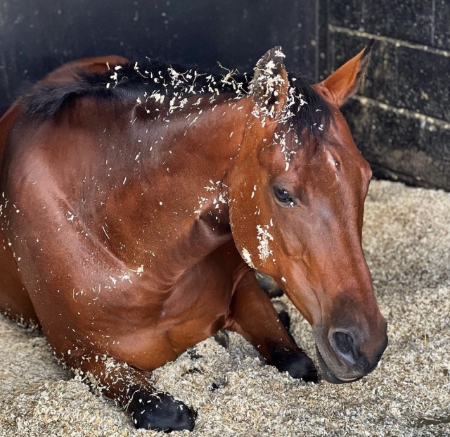  Uno de los caballos de una hora antes de una buena limpieza 