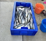 Paseo en barco de pesca de 3 horas por la costa de Causeway
