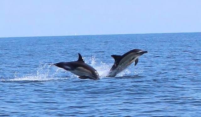 Conozca la vida marina