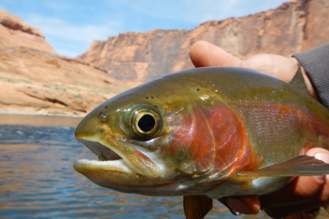 Hermosos peces aquí