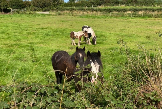  Un caballo puede ser su mejor amigo