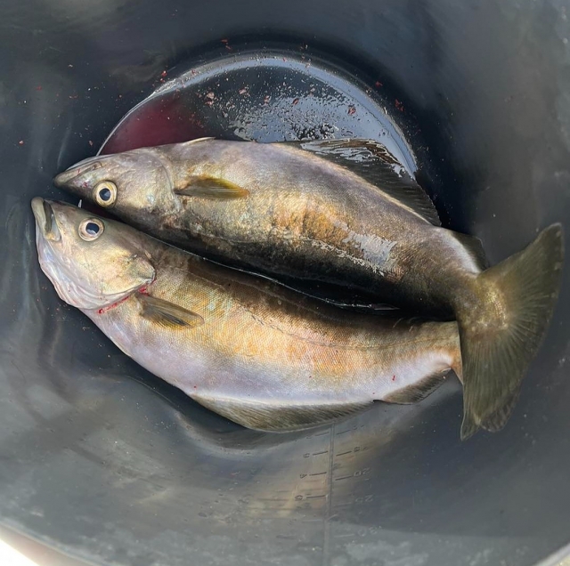 Hay mucho que pescar