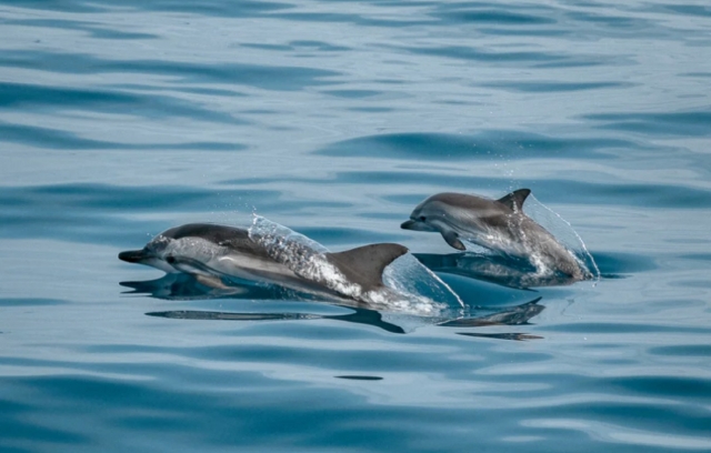  Delfines moteados 