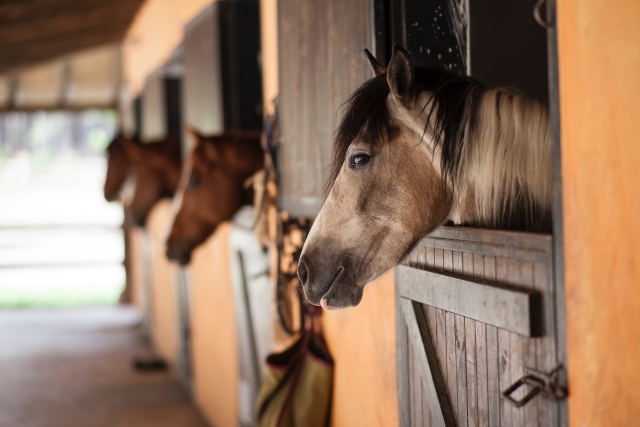  Establos de caballos 