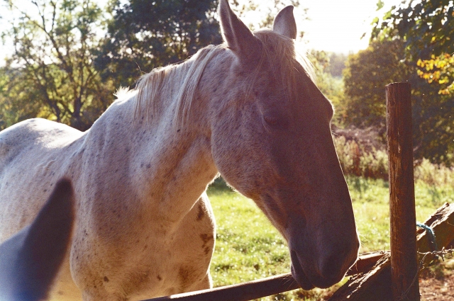  Hermoso caballo 