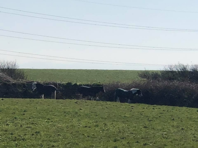  Paseo tranquilo en Cornualles