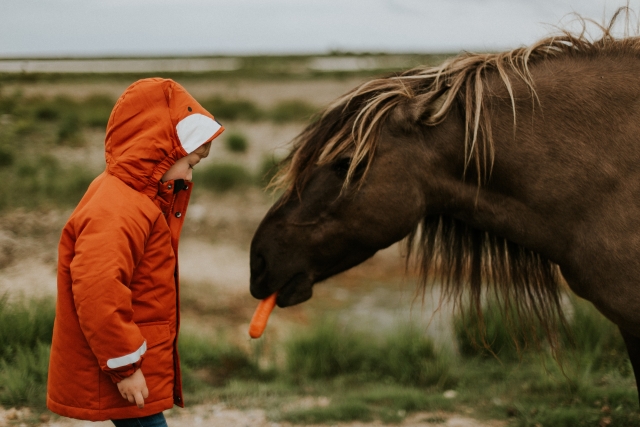  Alimentando caballos 