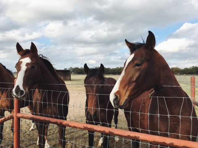 Hermosos caballos 