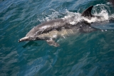 Paseo en barco para avistar ballenas y delfines