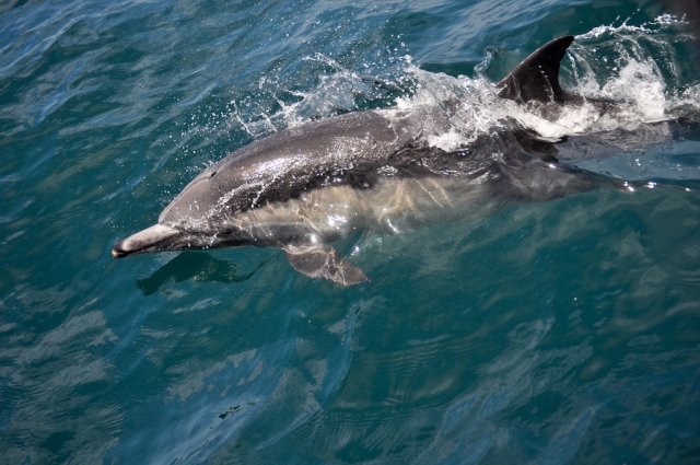  ¡Los lindos delfines! 
