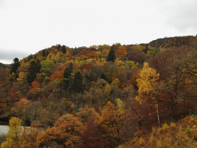  Deslizándose por los bosques 