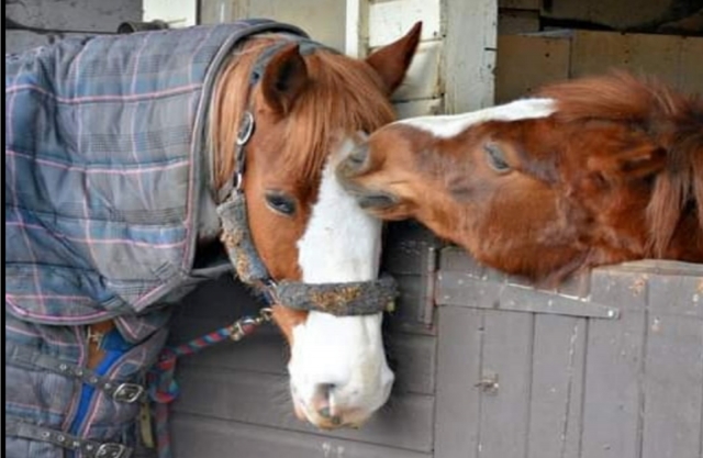  Amor por los caballos 