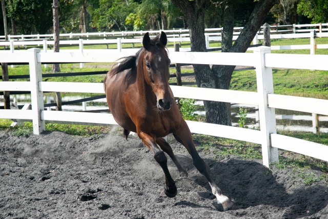  Entrenamiento de caballos 