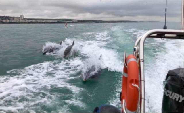  Navegando con los delfines