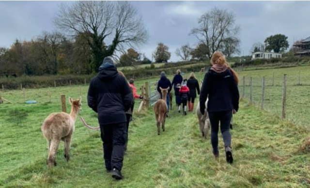  Momentos divertidos con las alpacas 