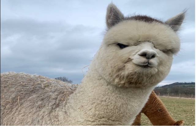 Alpaca linda 