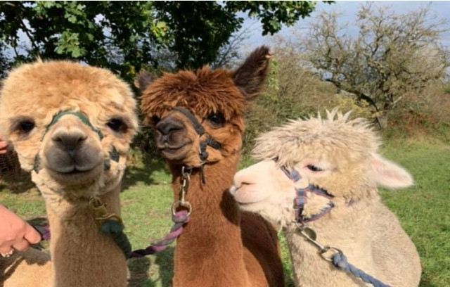 Equipo de alpacas 