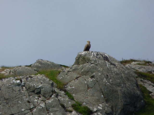  Águila marina