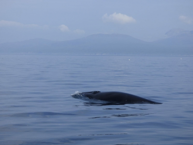 Ballena Minke 