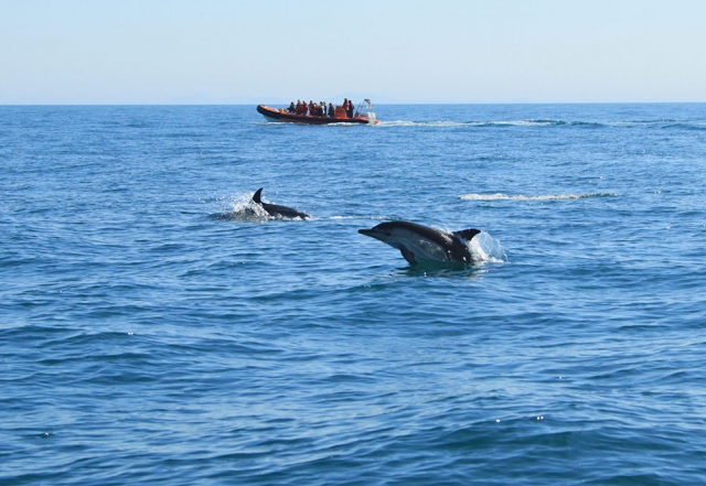 Los delfines vienen a saludar 