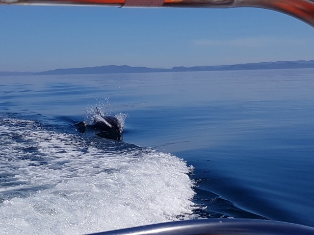  Los delfines son amigables