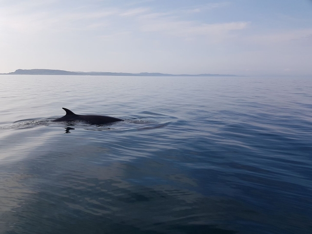  Ballena Minke 