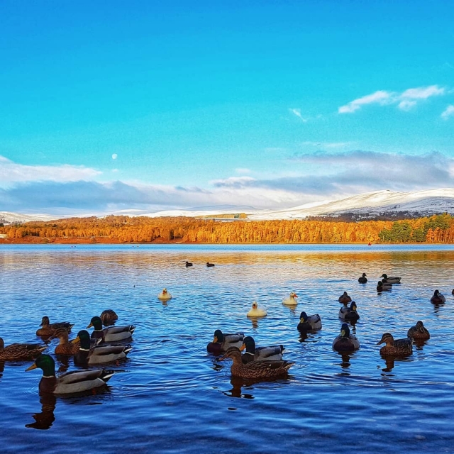 Visitantes amigables