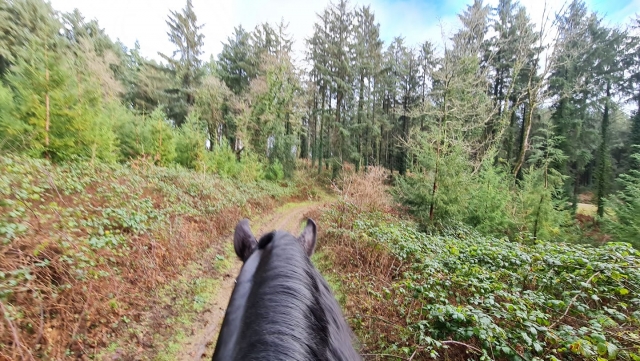  Disfruta de una aventura a caballo 