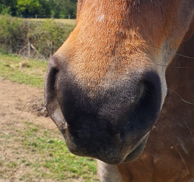  Hermosos caballos
