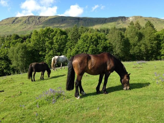 Hermosos caballos y ponis