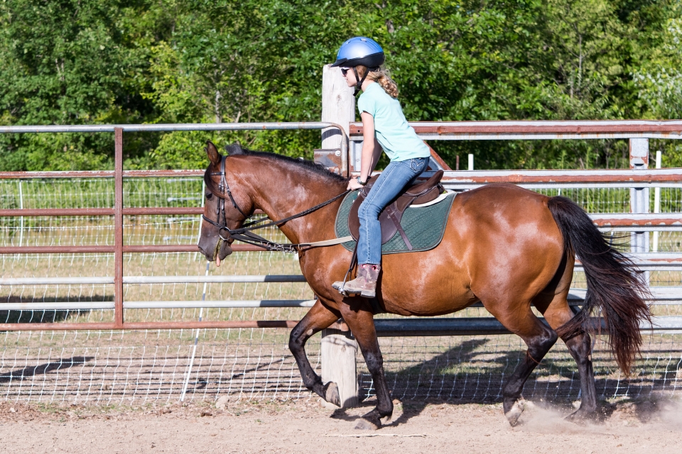 Pbaños a caballo en Hambrook Pbaños a caballo en Hambrook