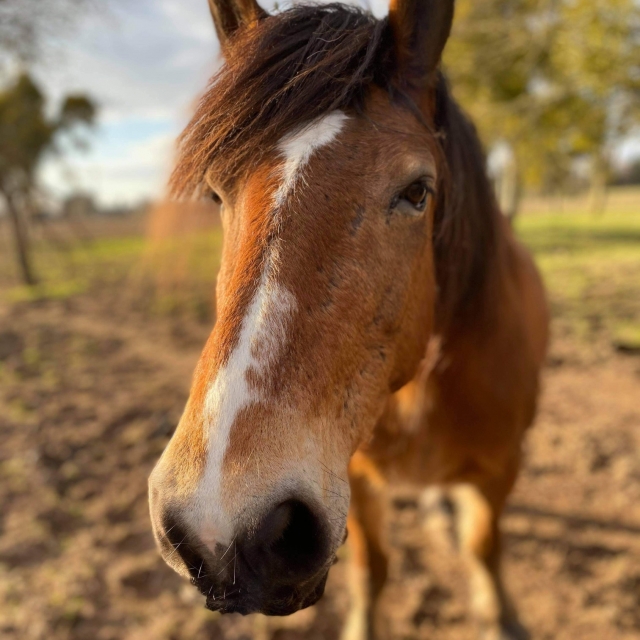  ¿No es un hermoso caballo? 