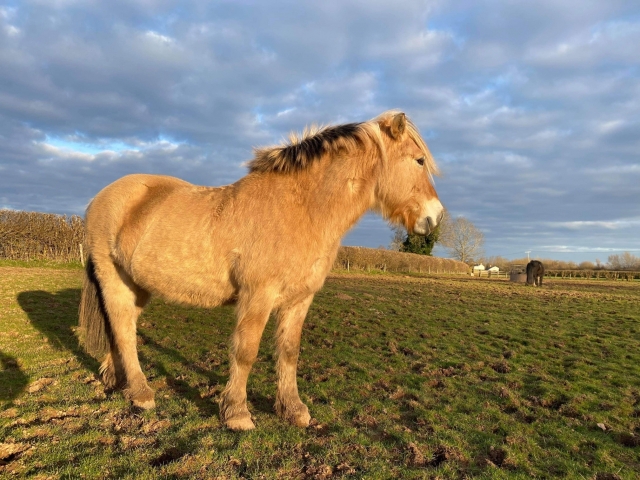  Hermosos caballos