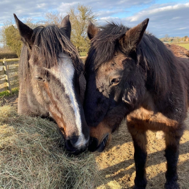  Le enamorarás de nuestros caballos