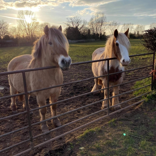  Venga a conocer nuestros encantadores caballos 