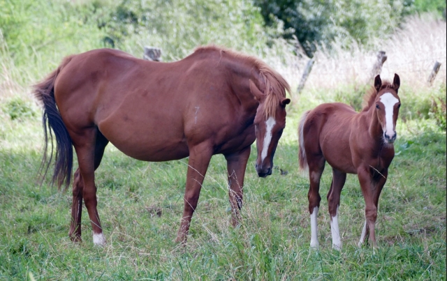  Hermosos caballos