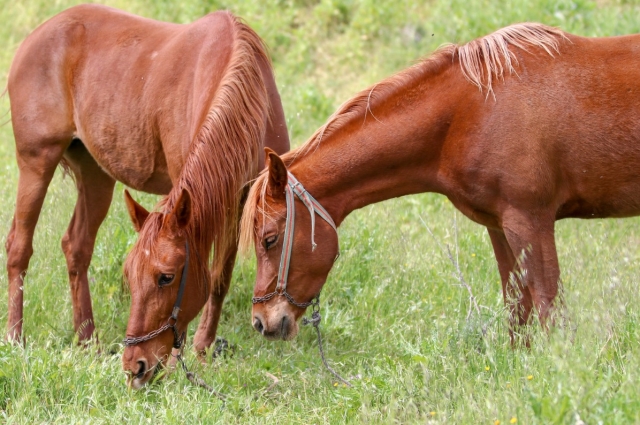  Caballos encantadores 