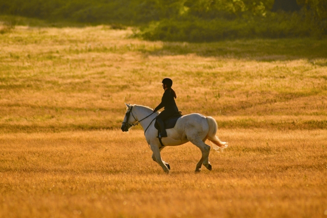  Cabalgar libre en el campo en la hora dorada