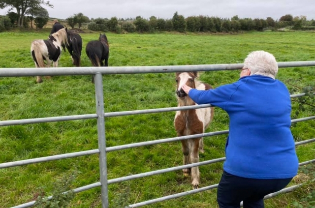  Venga a conocer nuestros caballos en Londonderry 