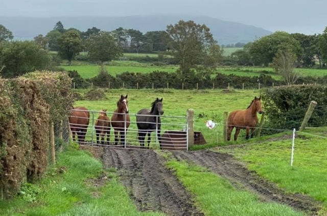  Caballos amigables 