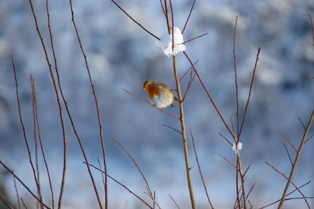 Aves que le darán la bienvenida cuando llegues a la cima 