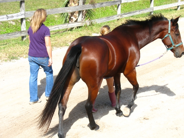  Niña caminando con el caballo 