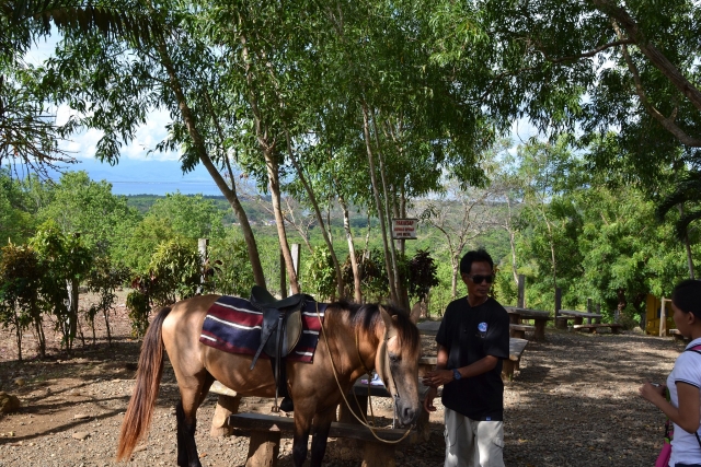 Instructor preparando el caballo para un jinele 